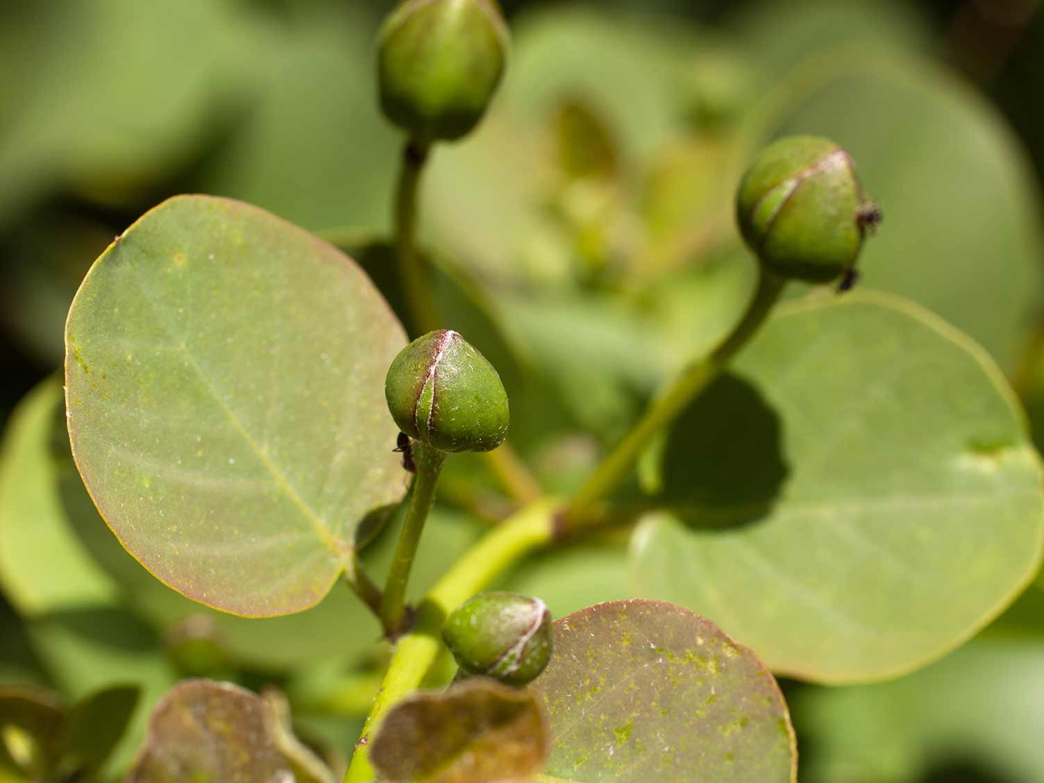 UK_capers-growing.jpg Growing capers