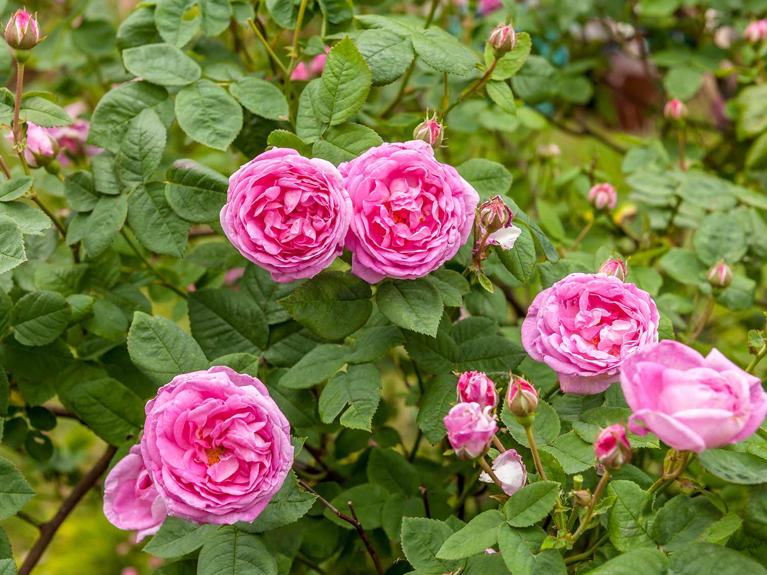Centifolias shrub roses