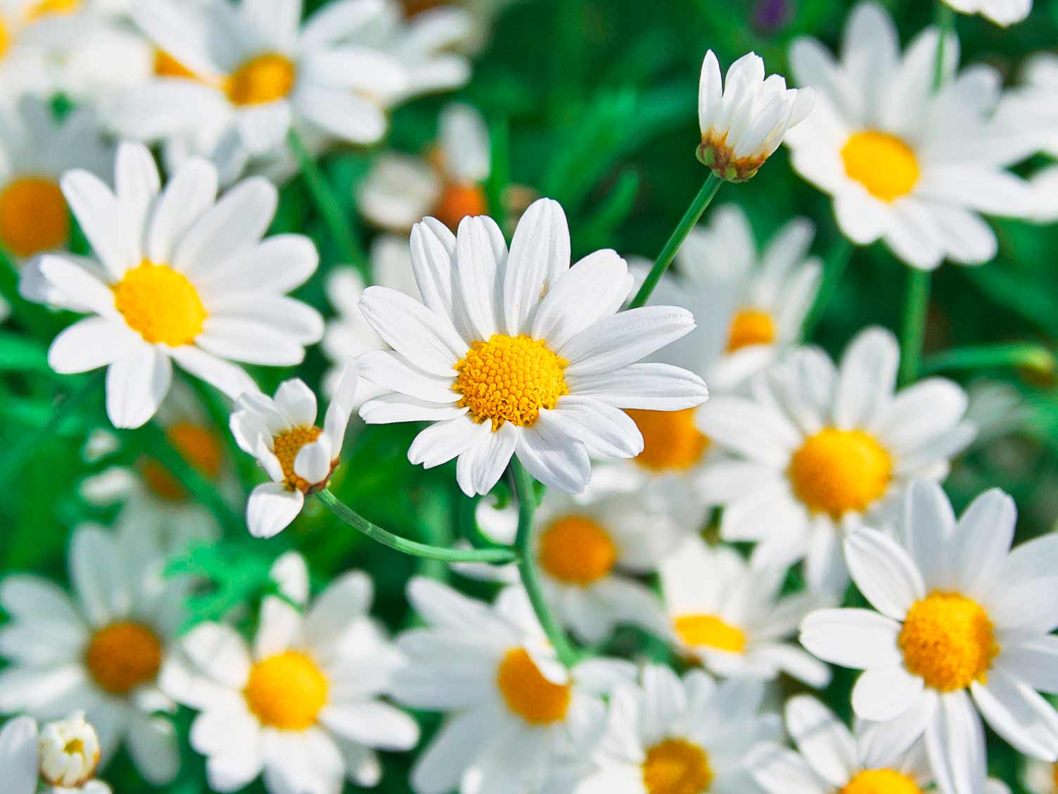 Chamomile daisy flowers closeup