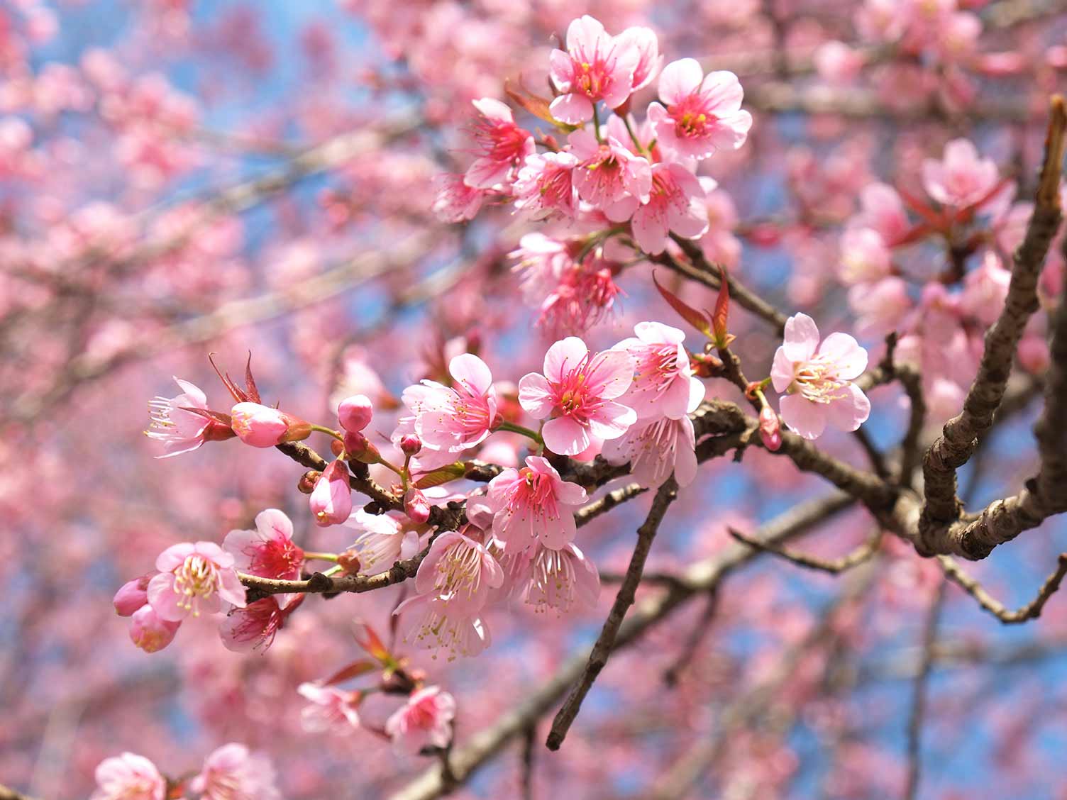 Flowering cherries (Prunus) - Love The Garden