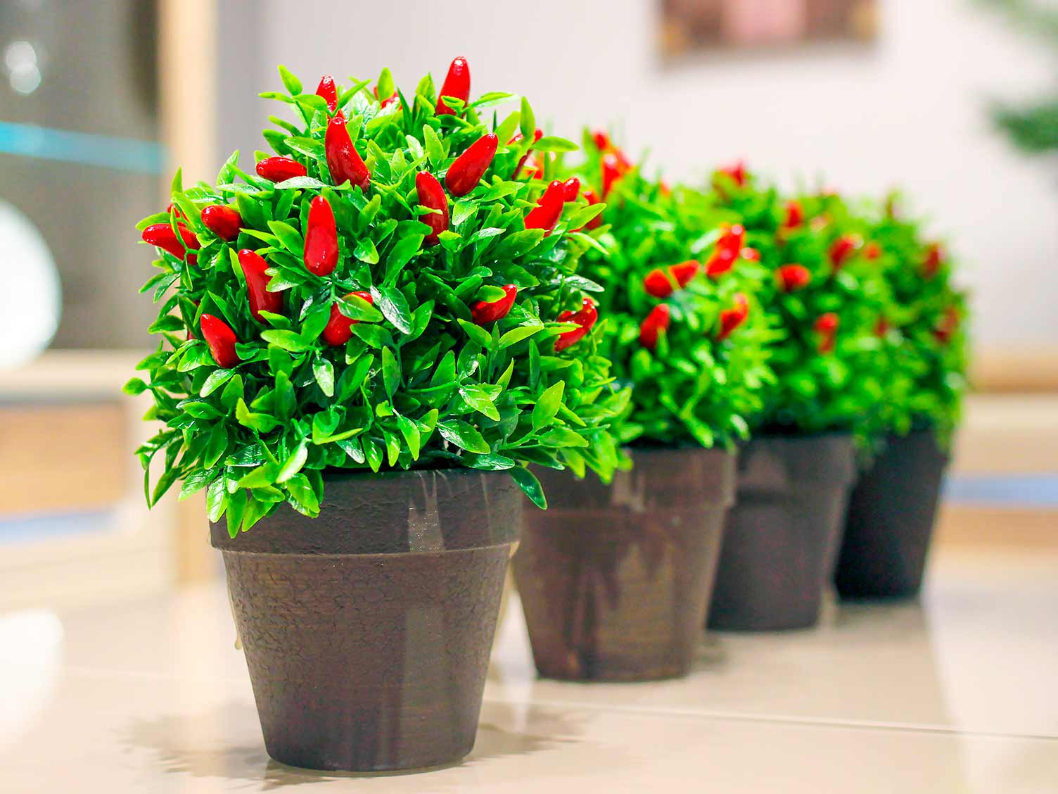 Chilli plants growing in pots indoors