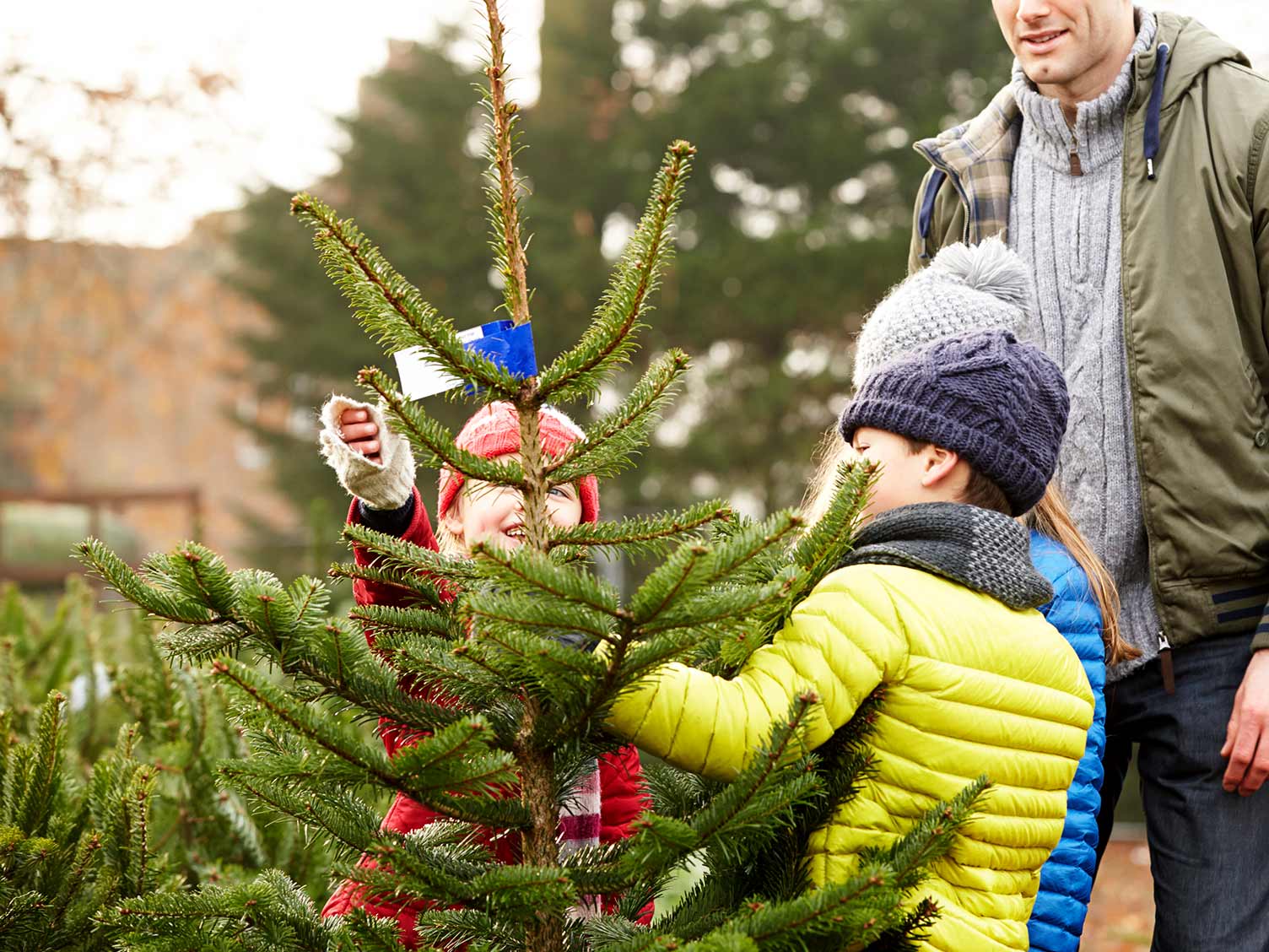 UK_choosing-a-real-christmas-tree.jpg Choosing a real Christmas tree