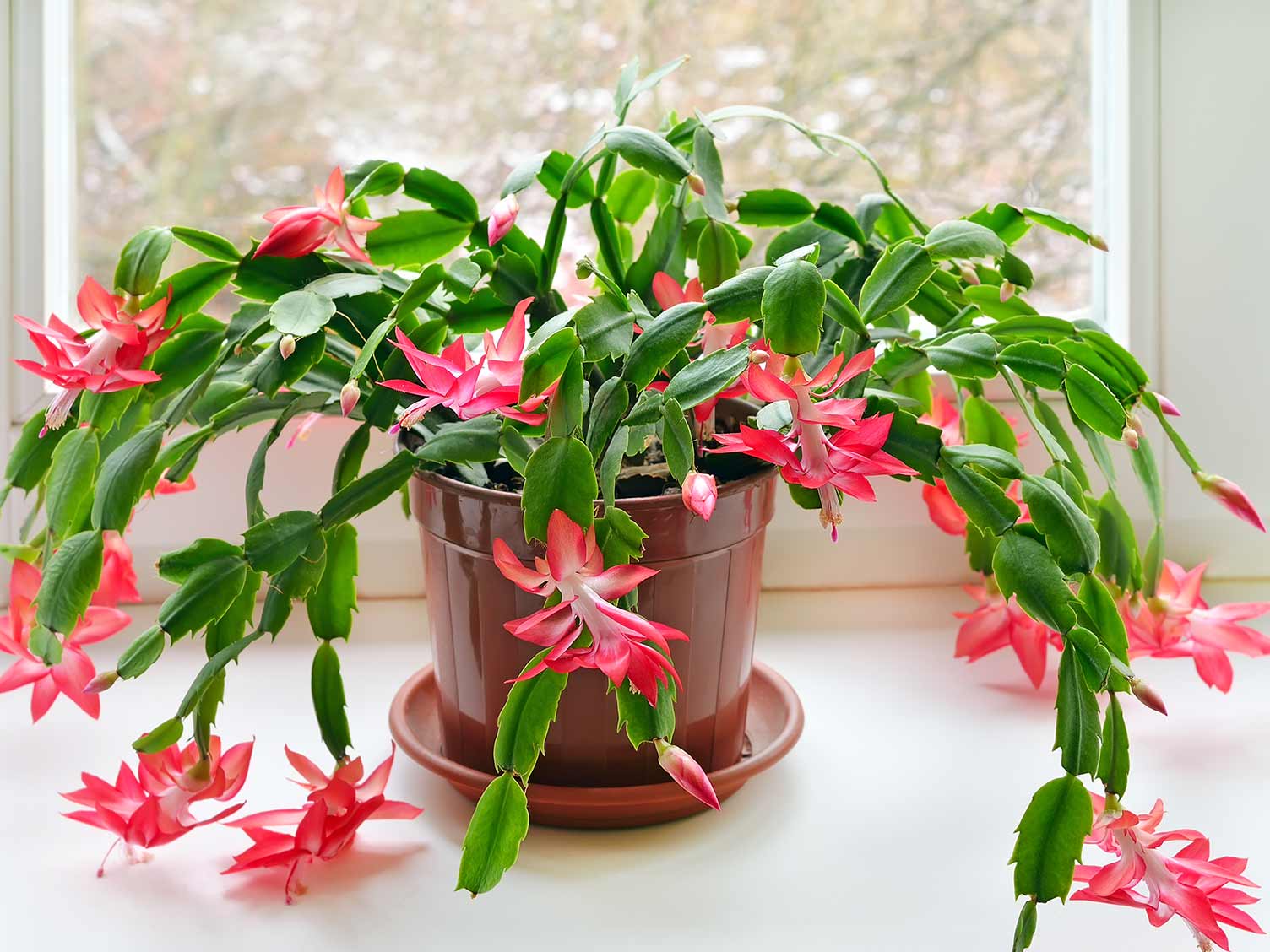 Christmas cactus in the home