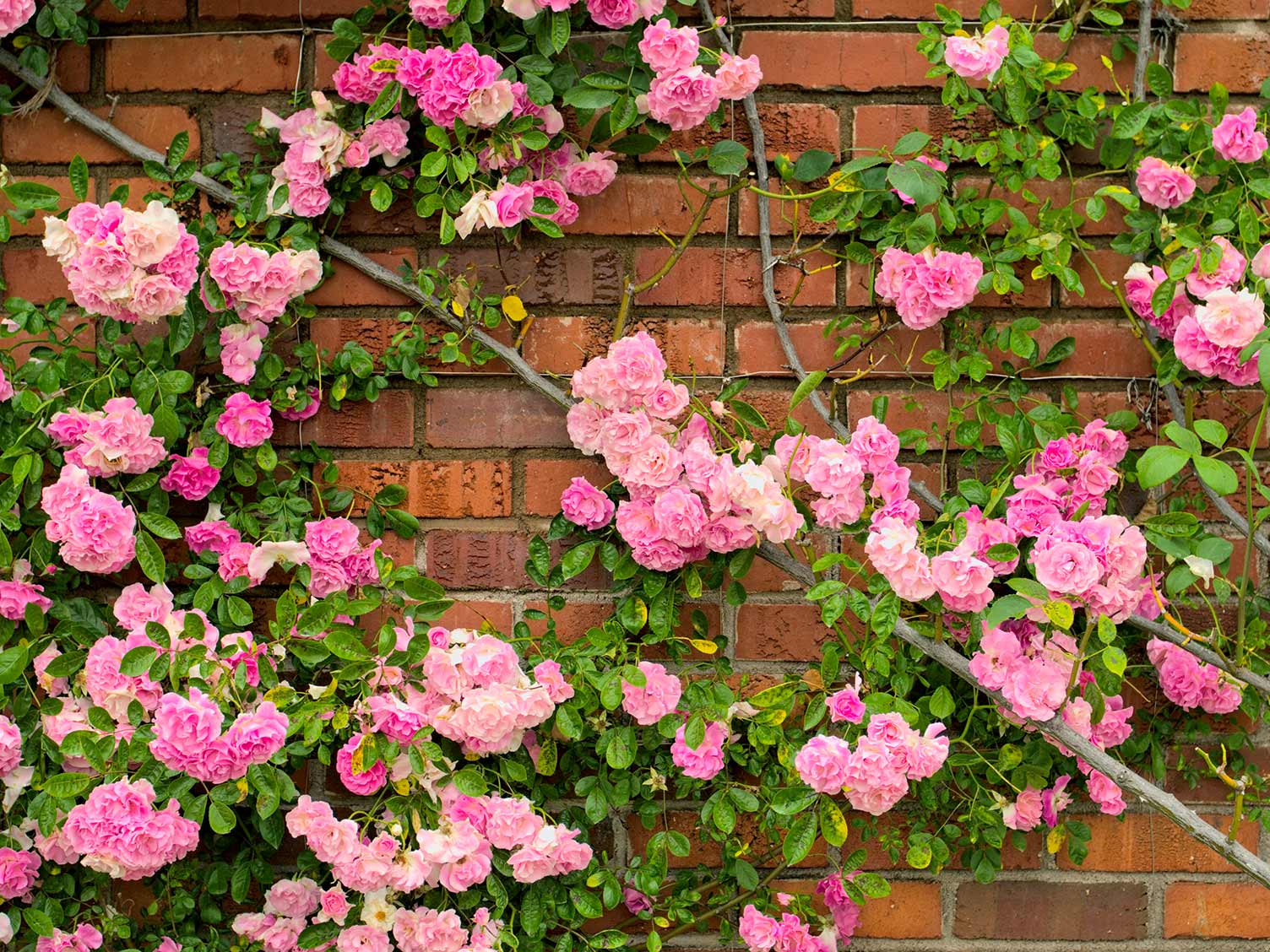 Complete Rose Care Guide | Blue Diamond