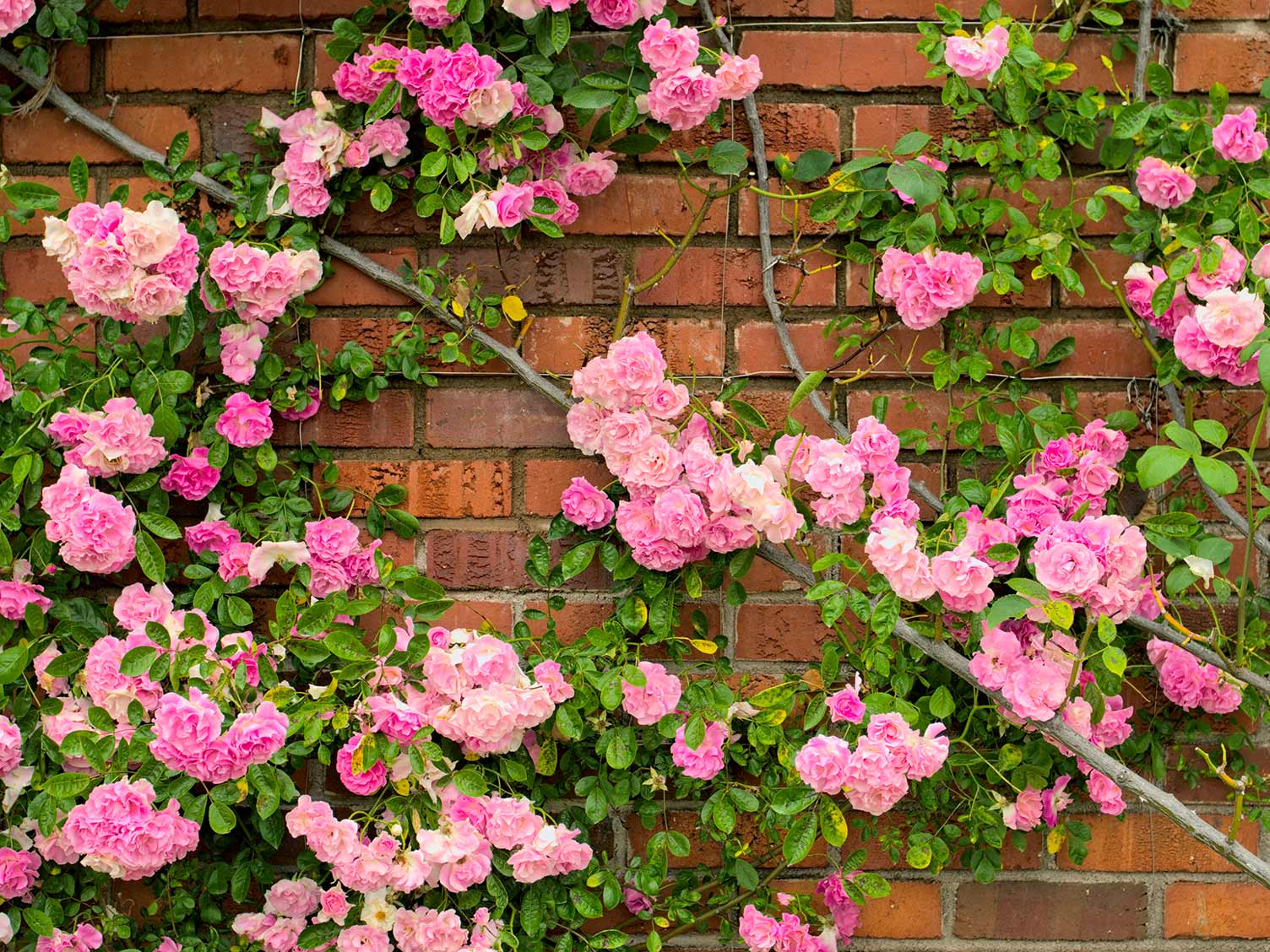 Climbing roses