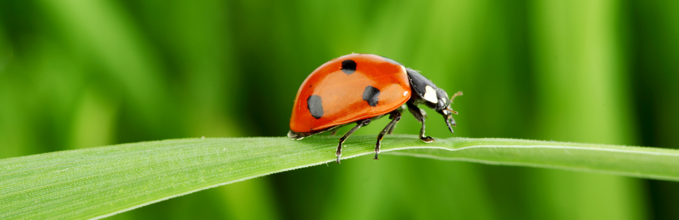 Les Coccinelles