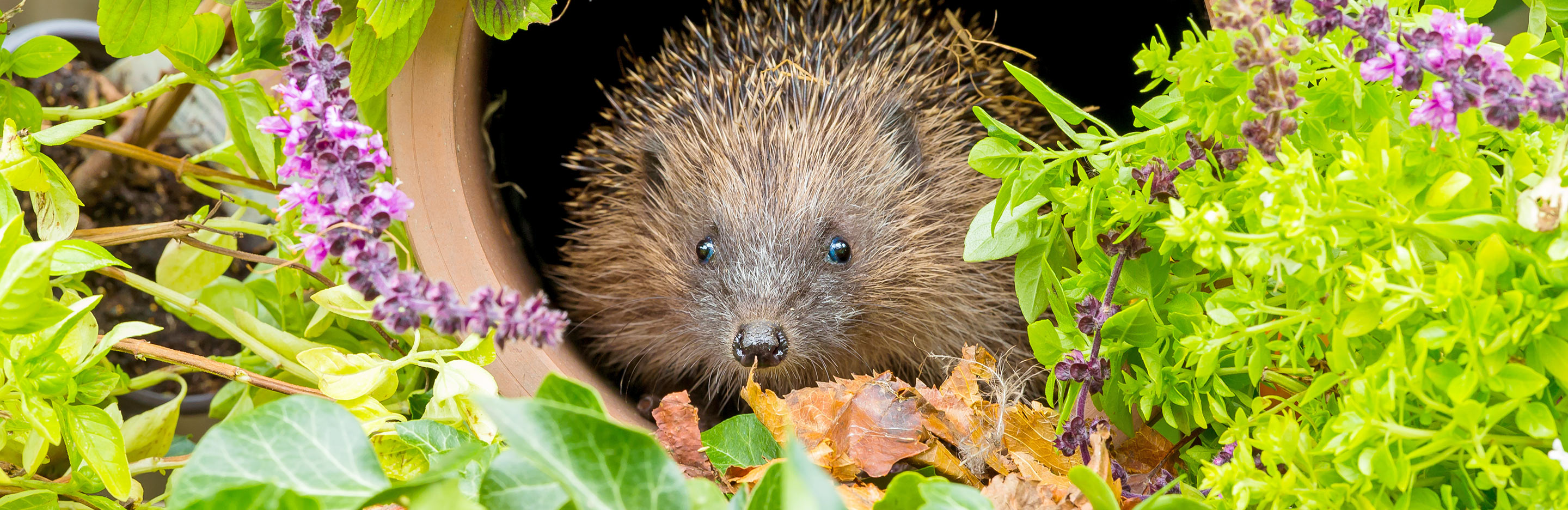 15 hedgehog facts for kids