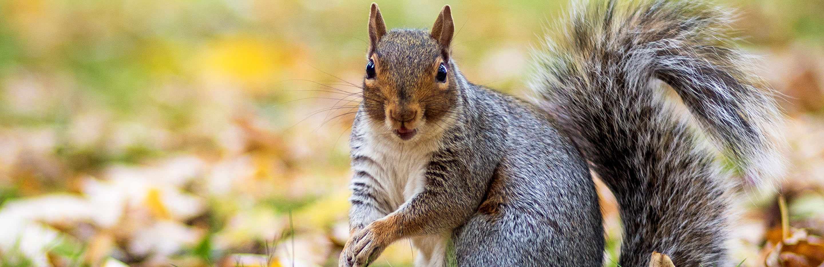 Do squirrels hibernate?