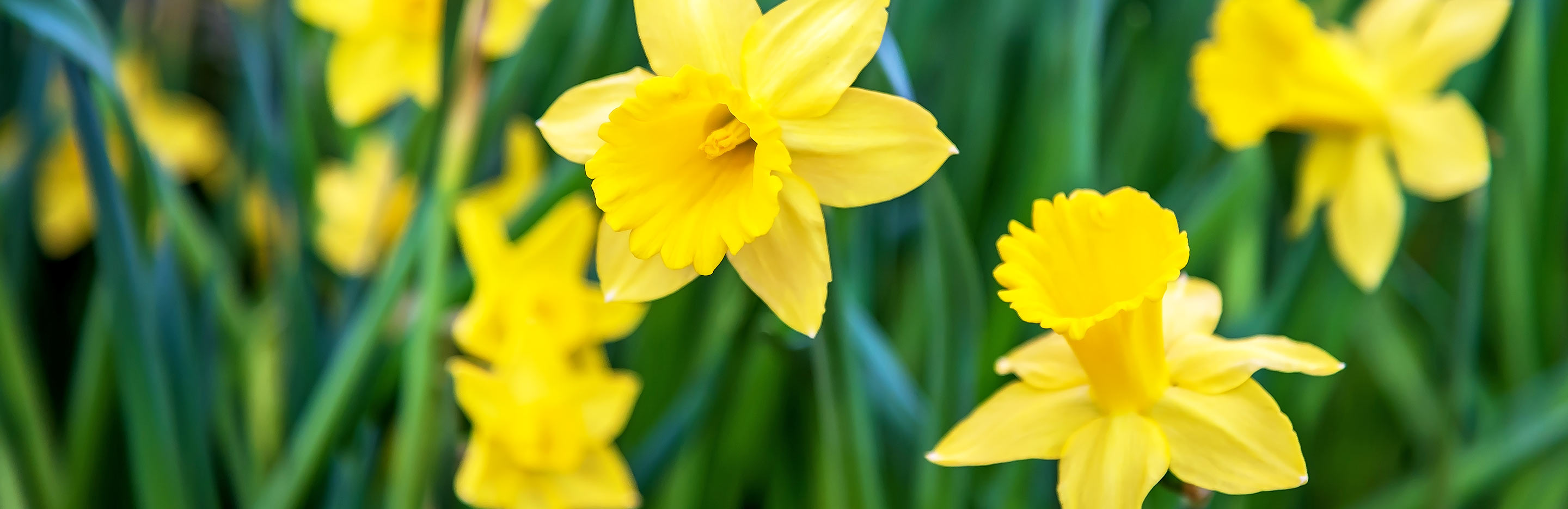 European national flowers