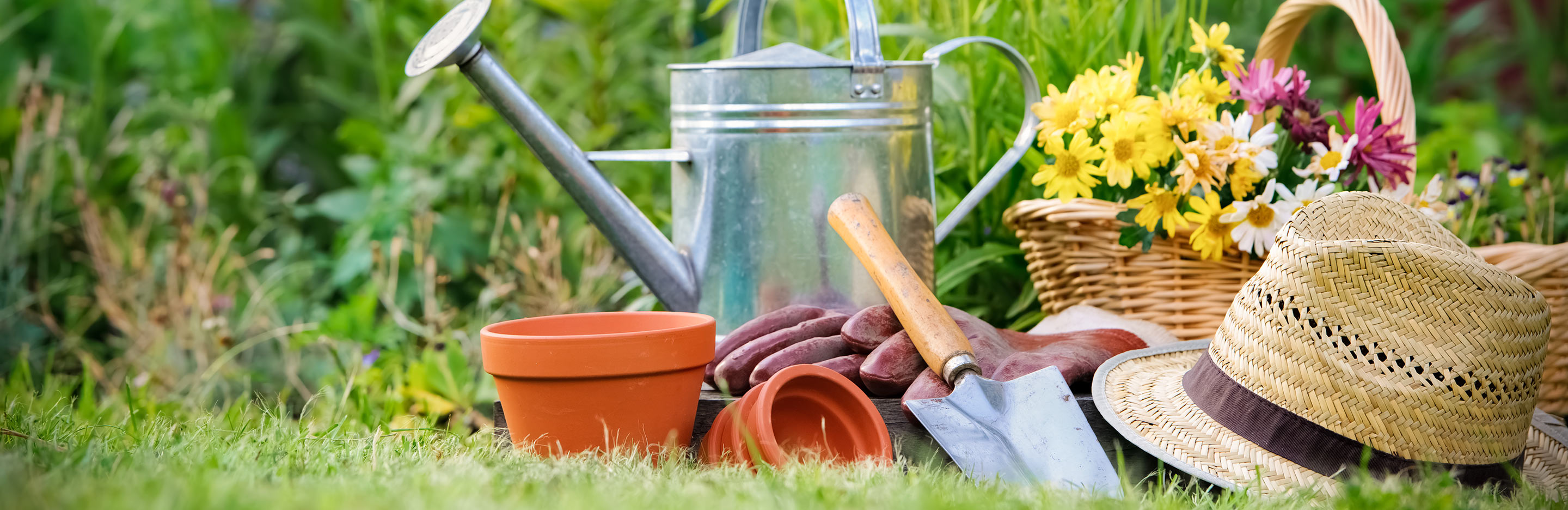 Gardening popularity – is it growing or declining?