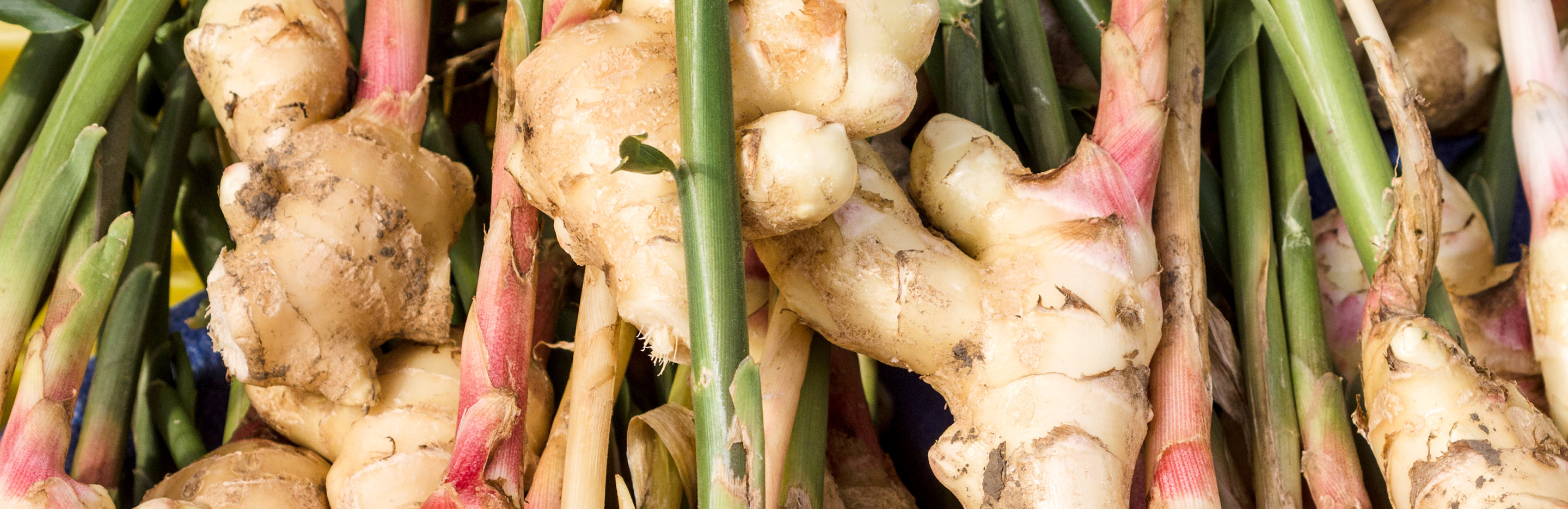 The herb and spice world map