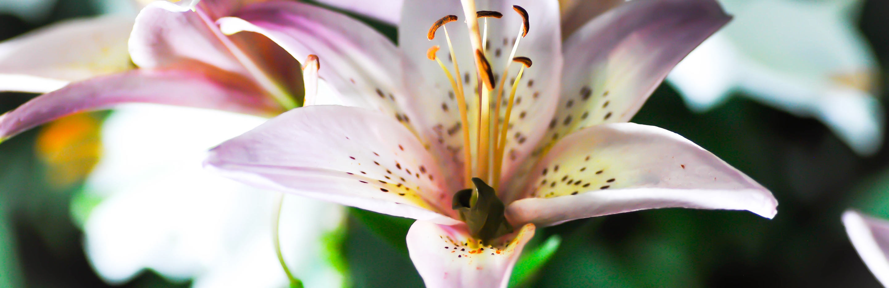 The meaning behind plants and flowers