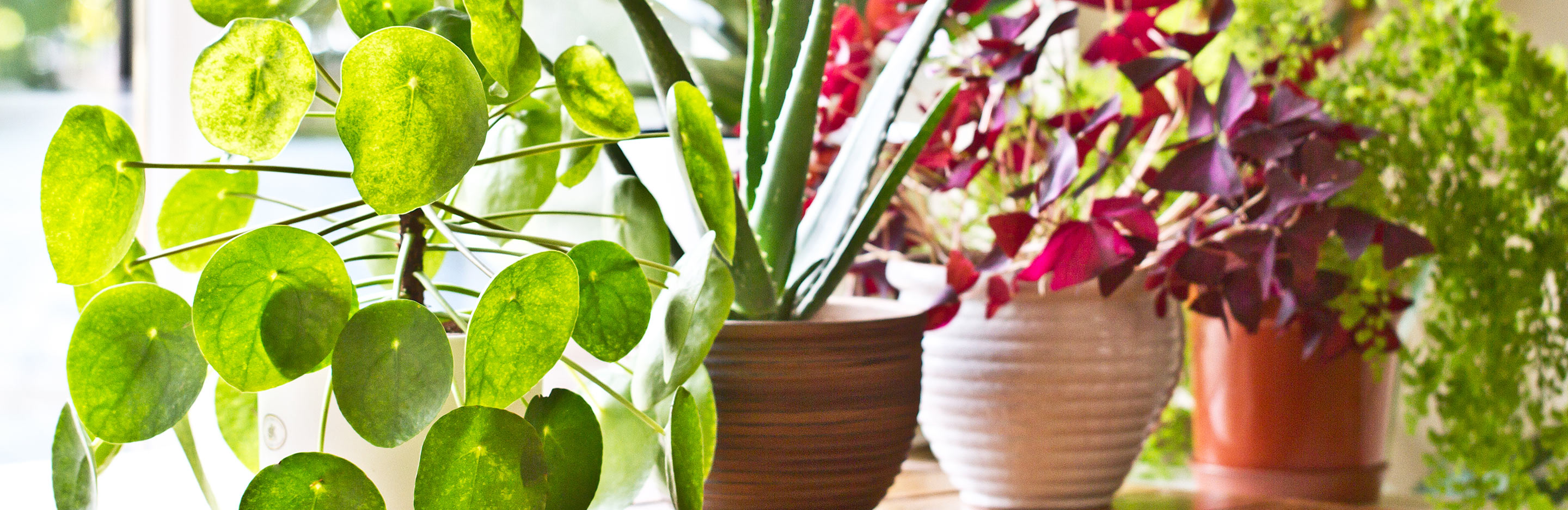 Des Plantes Qui Filtrent L'Air