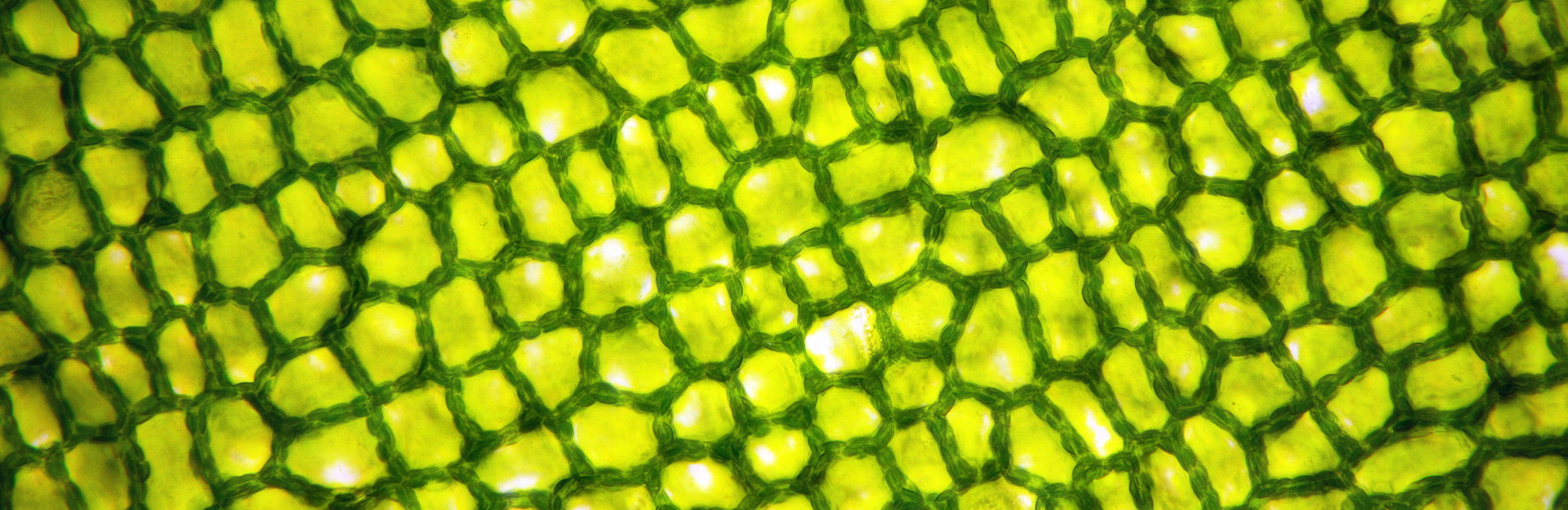 Plant cells: how plants grow