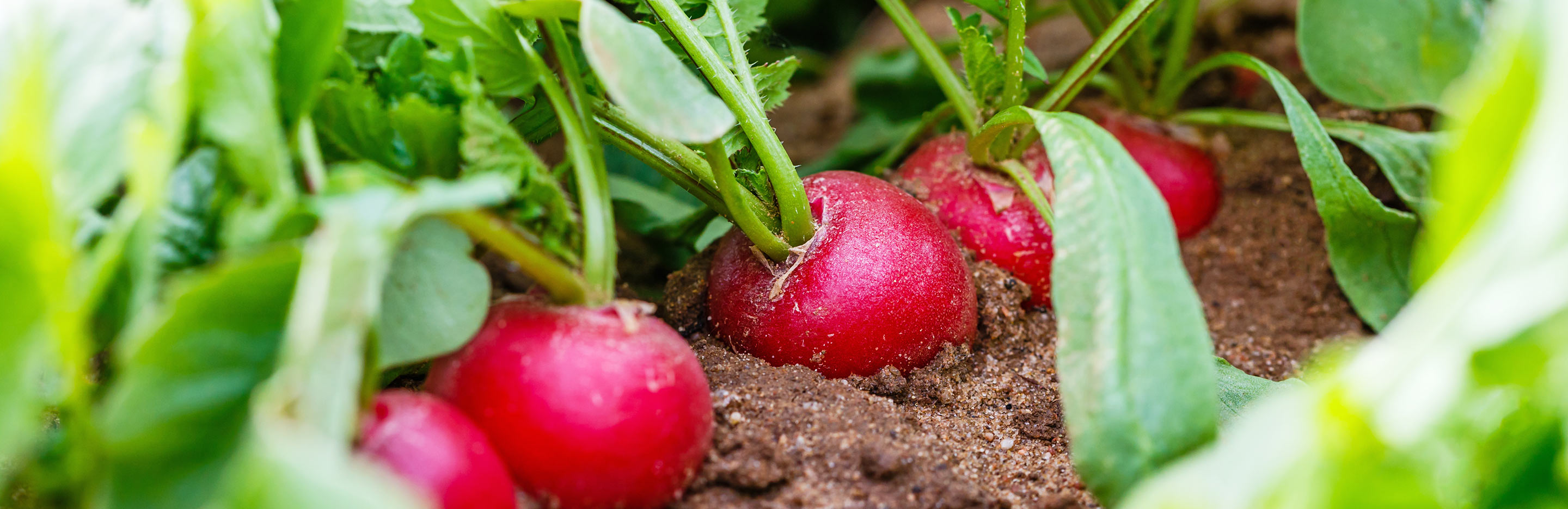 Radishes: the new kale