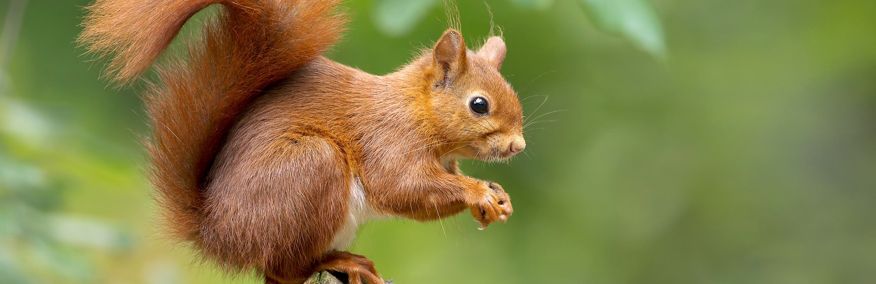 Red squirrels: everything you need to know