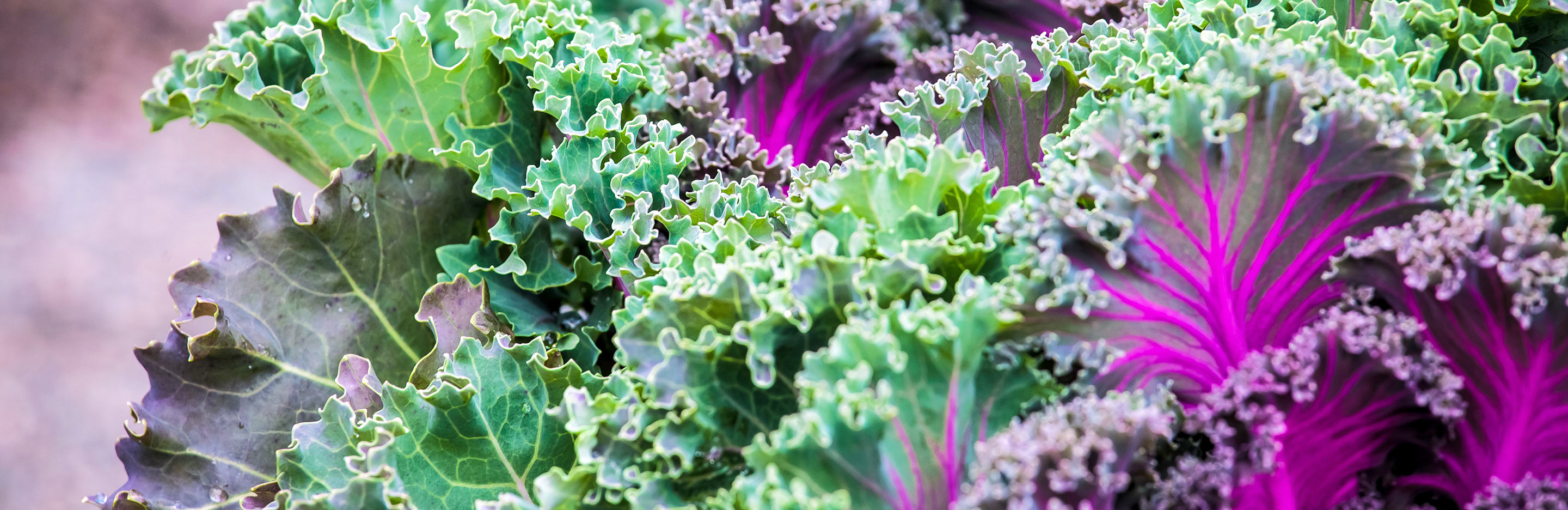 Which fruit and vegetables can I grow in the shade?