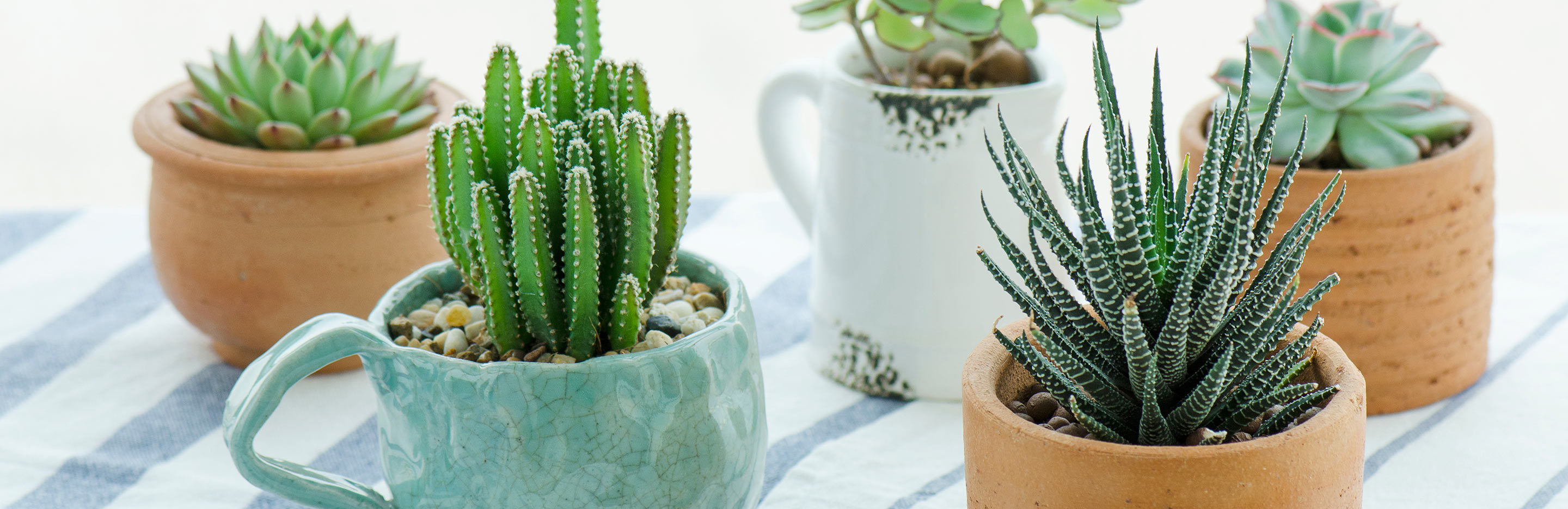 13 amazing ideas for your indoor plants