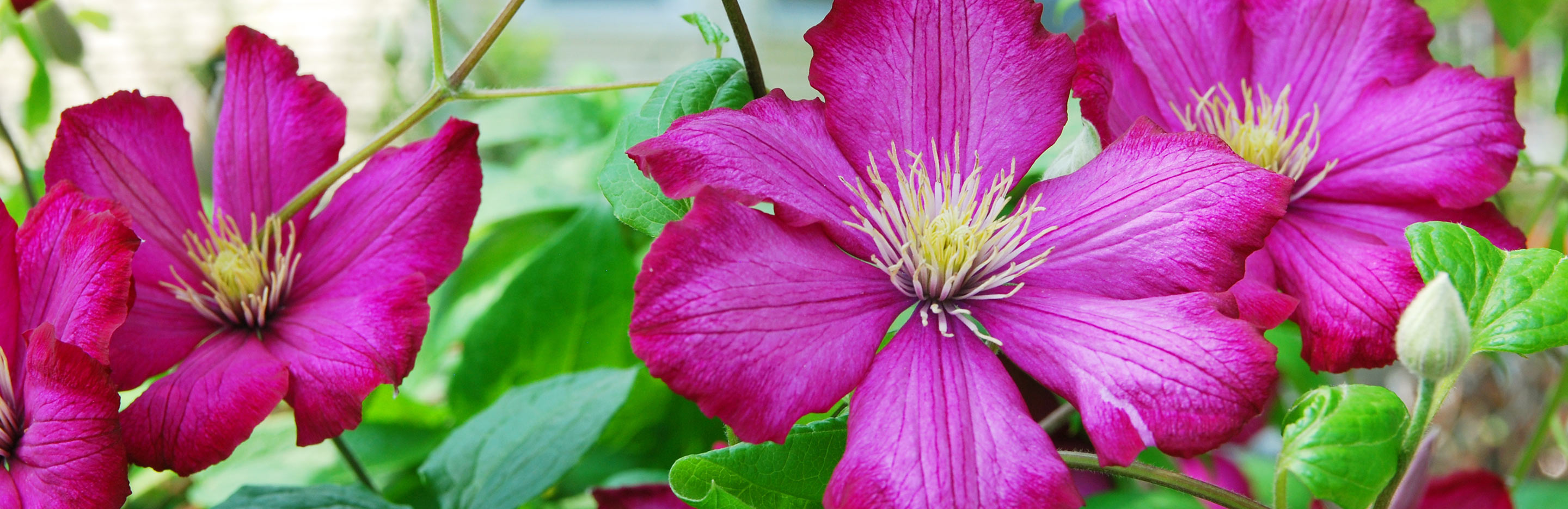 13 flowers for a scented summer garden