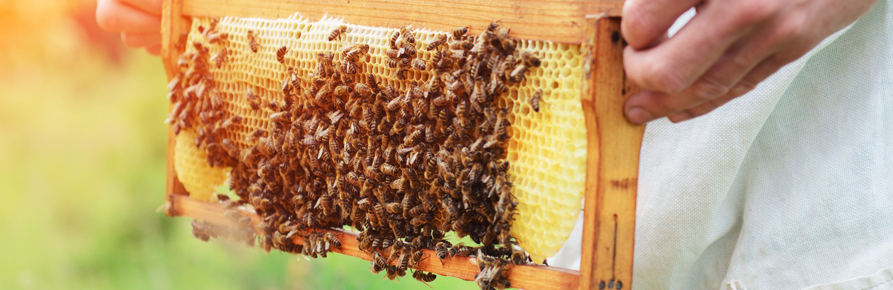 16 ways to make money from your garden