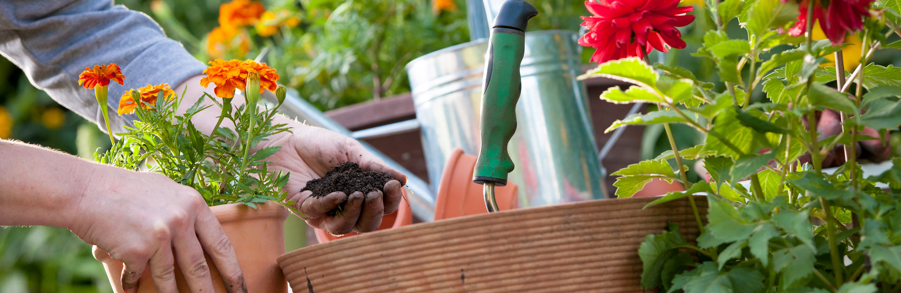 Add value to your house - sort out your garden