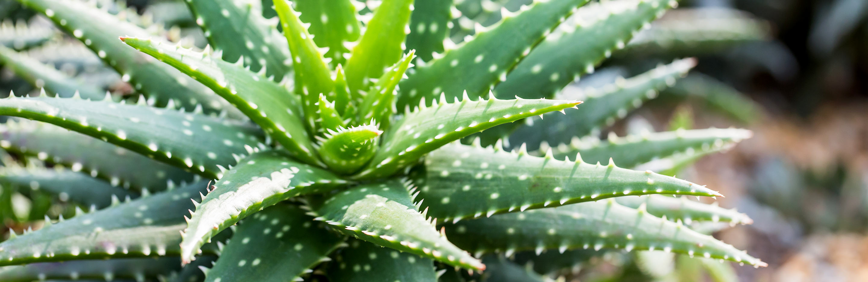Aloe Vera: the benefits