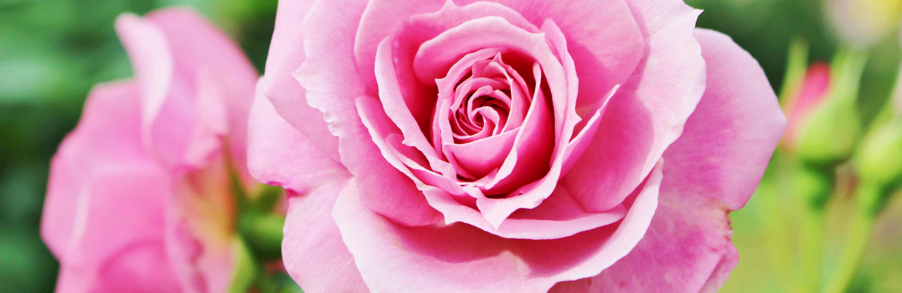 Can you stop and smell the roses?