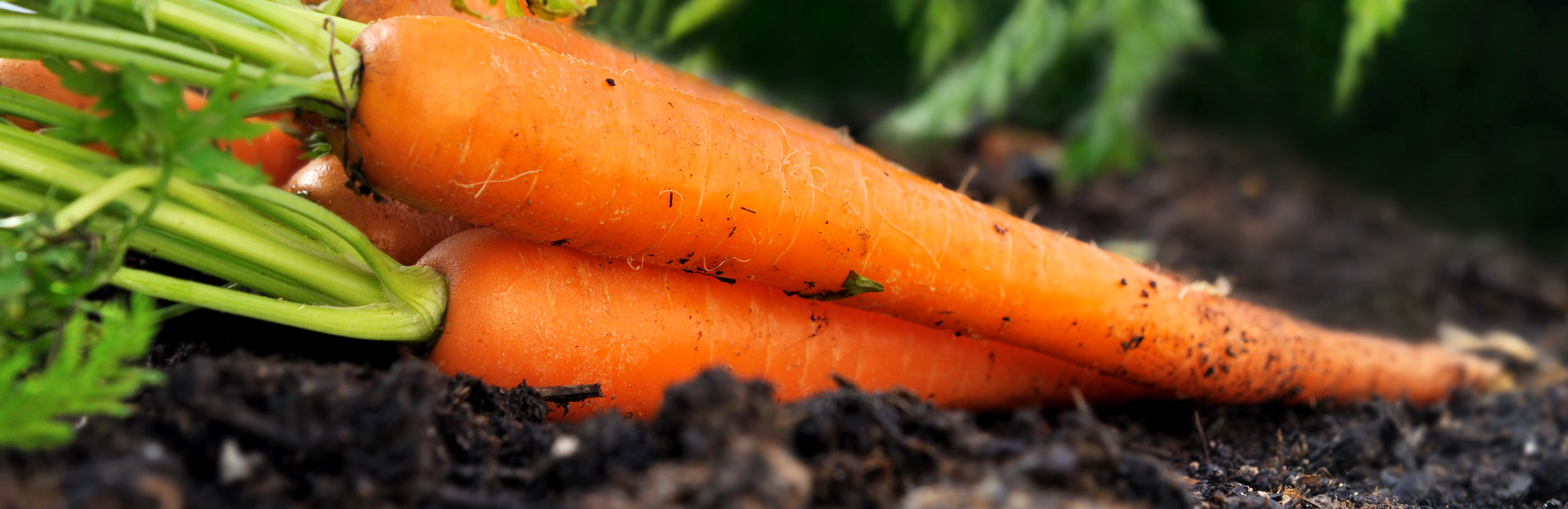 Caring for summer vegetables