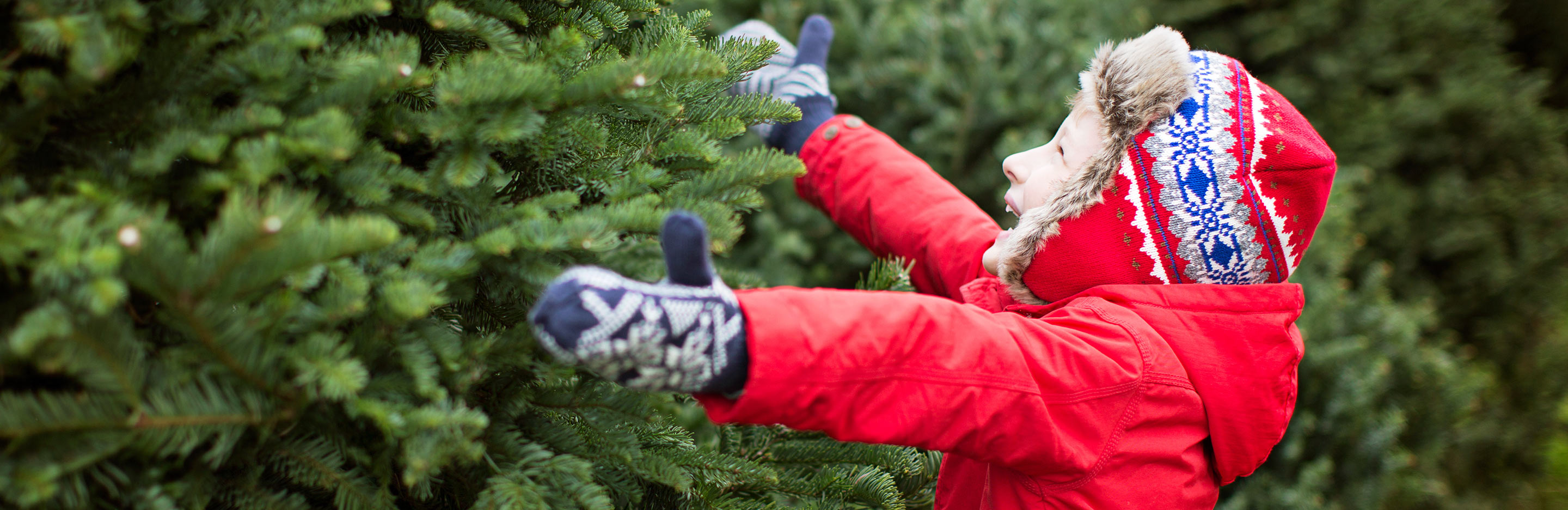 Choosing a Christmas tree