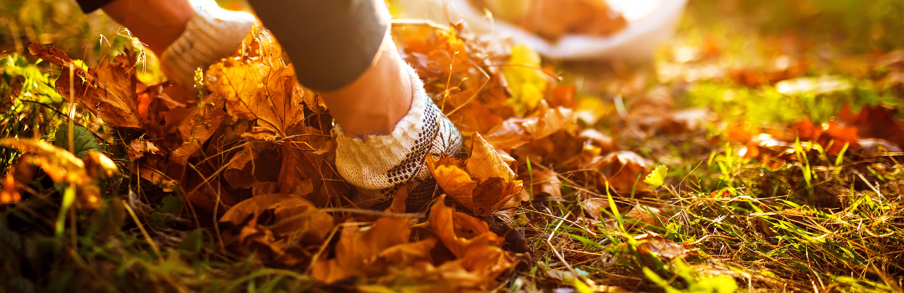 Clearing autumn leaves and putting them to good use