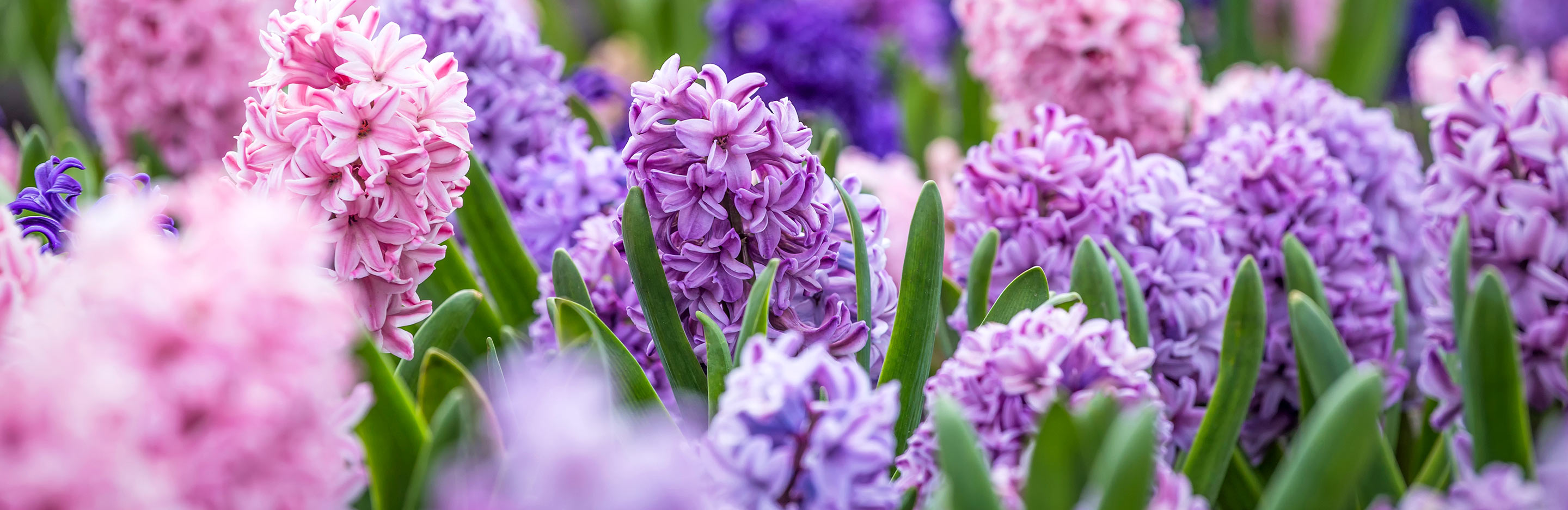 Common toxic plants: danger disguised