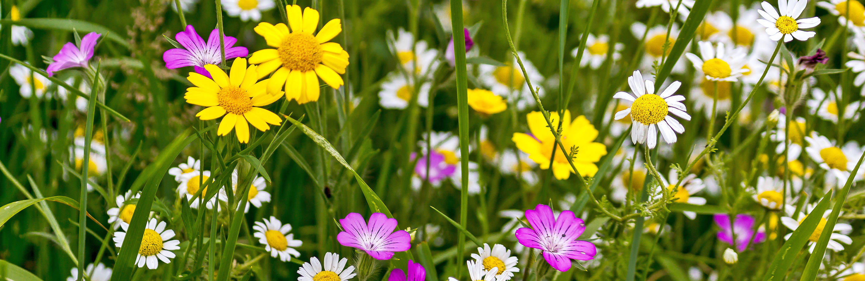 Les Plantes Sauvages