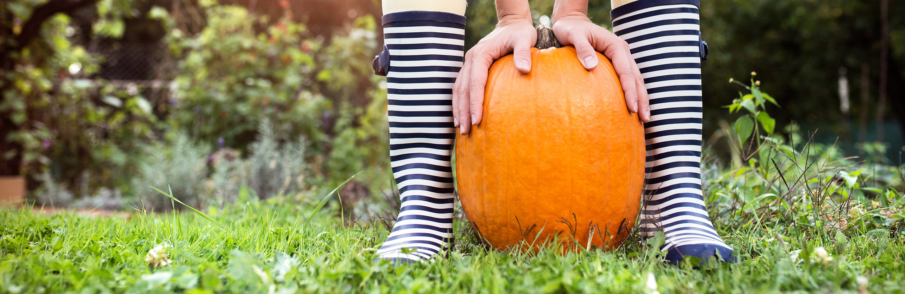 How to grow pumpkins for Halloween