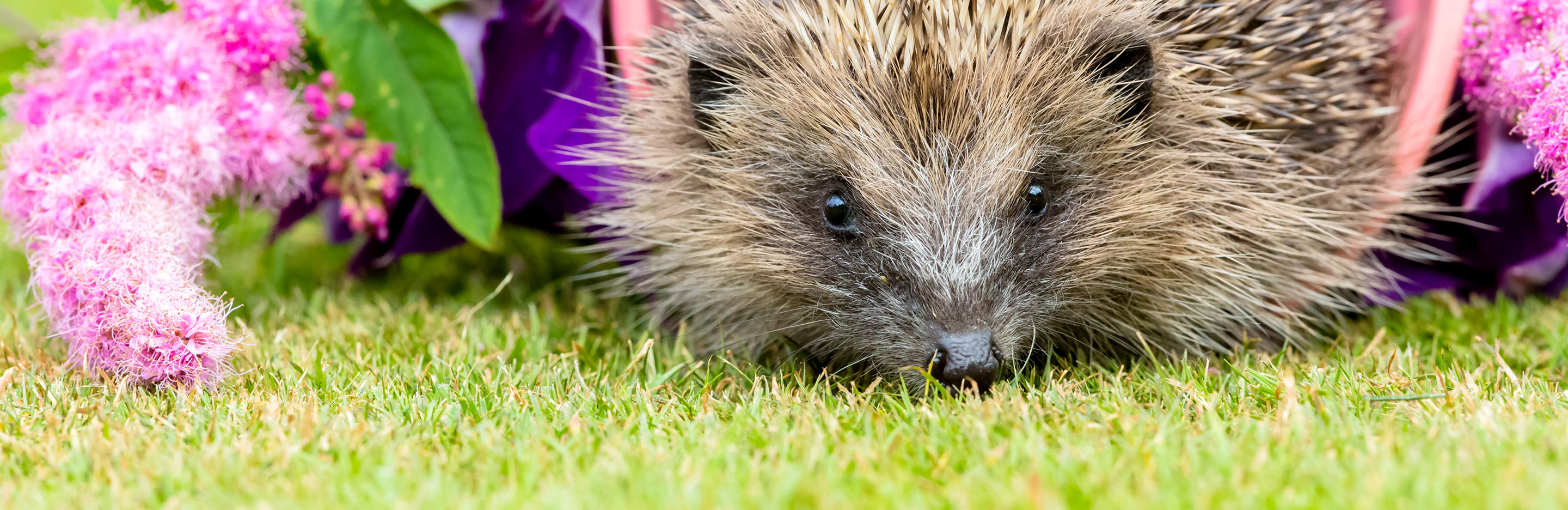 Hedgehog friendly gardens