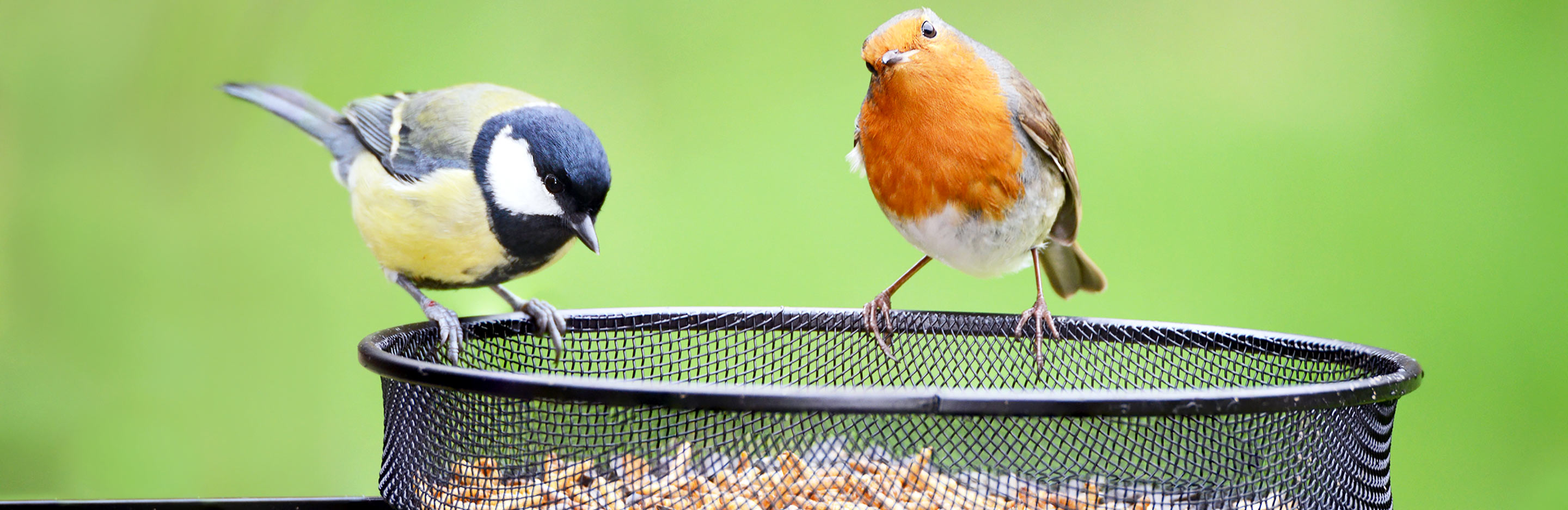 Helping wildlife through the winter