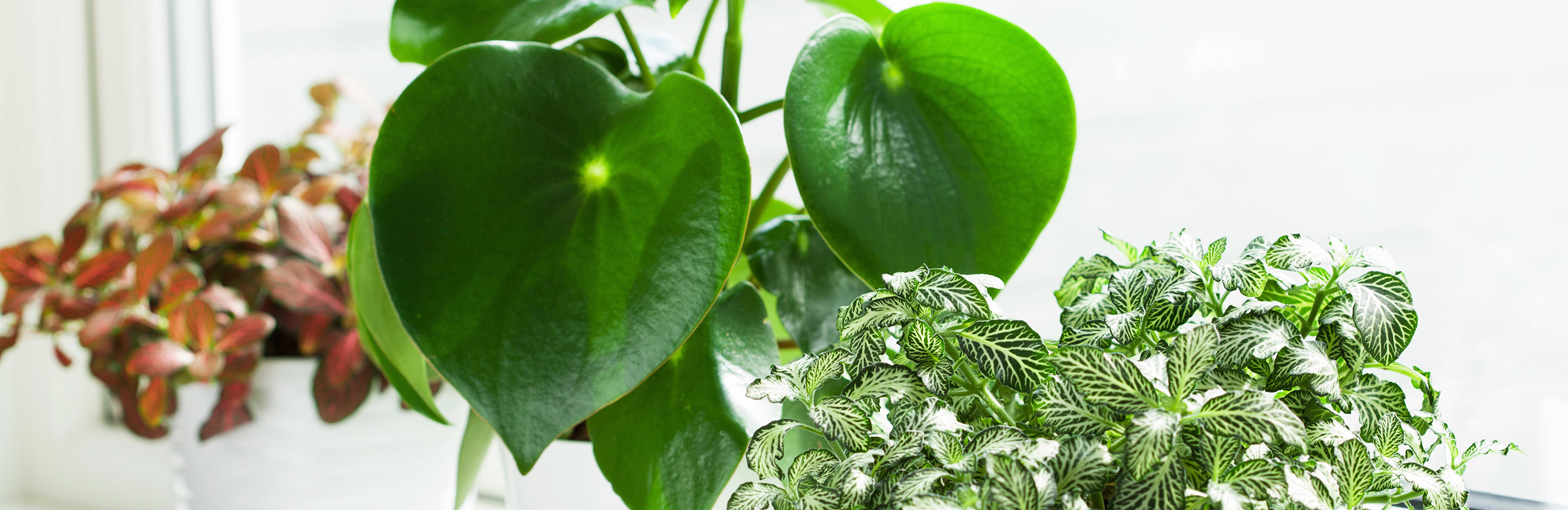 Indoor gardening: bringing nature into your home