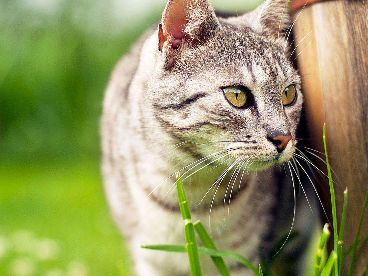 foxes-treatment-and-control-love-the-garden