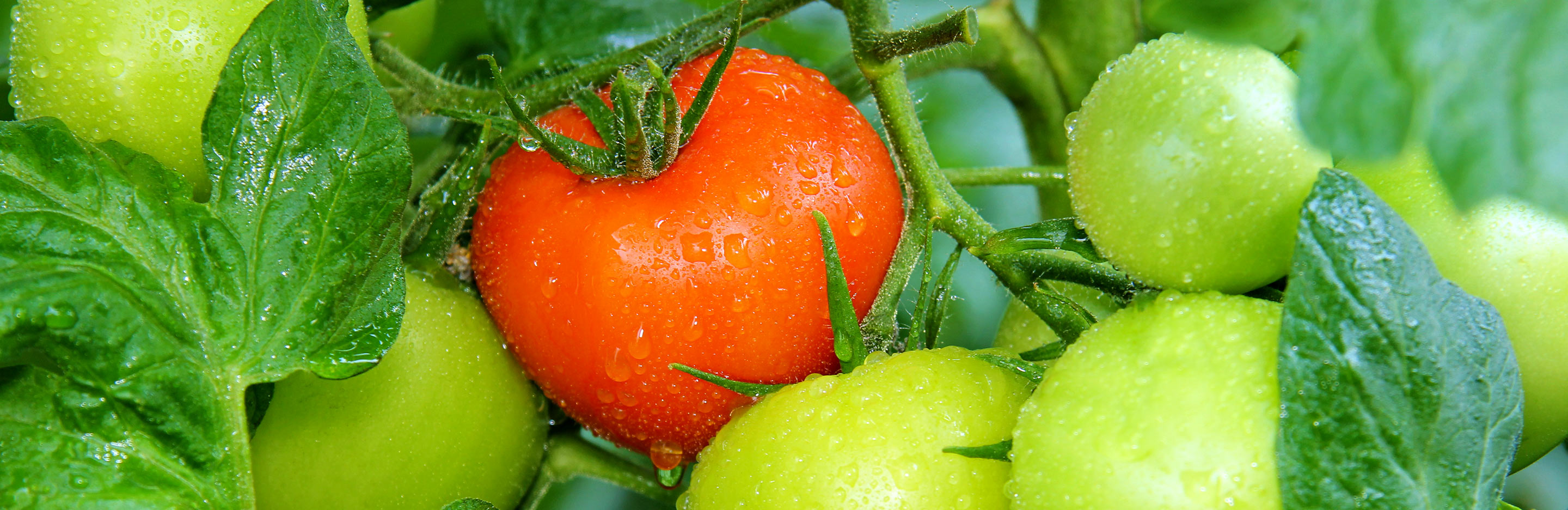 Keeping tomatoes fed and watered