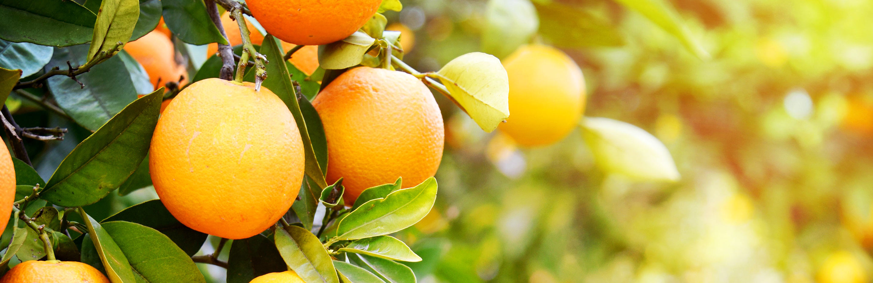 Oranges are not the only fruit