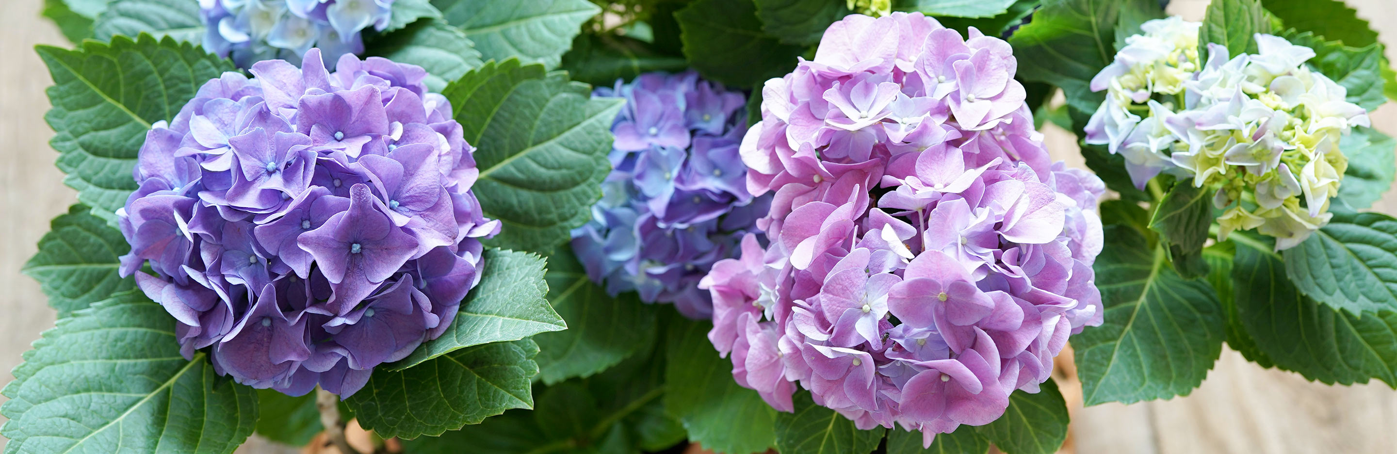 Patio planters and plant ideas