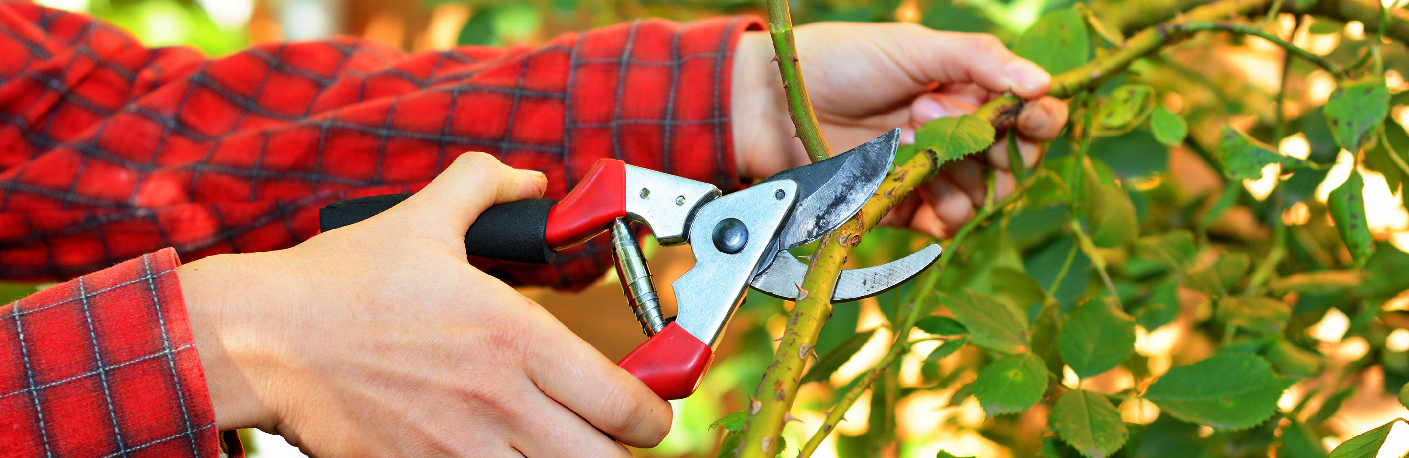 Propagate new plants for free