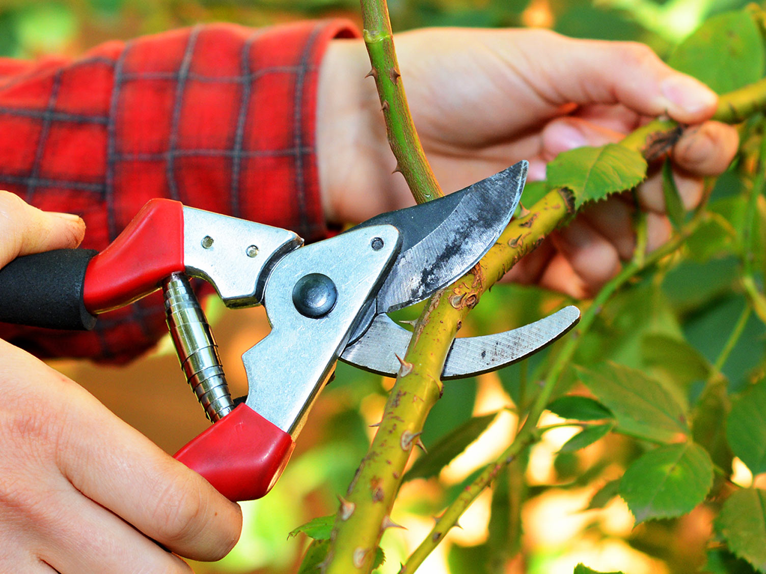 Advice & Inspiration Love The Garden