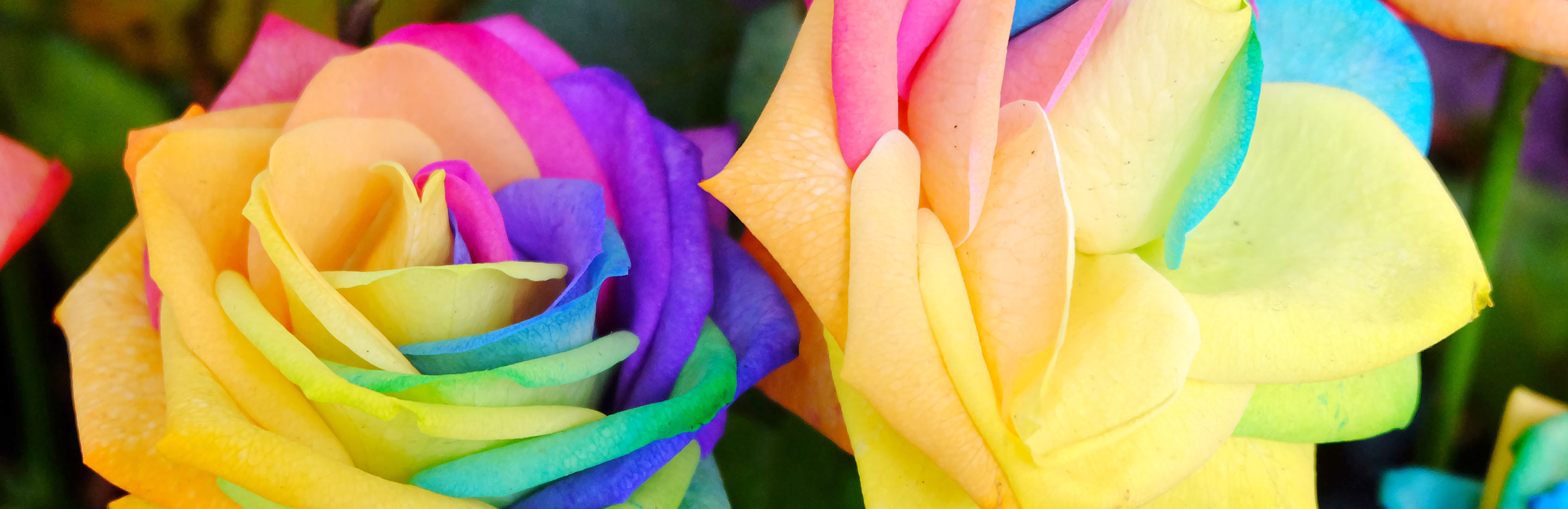 Rainbow roses: are they real?