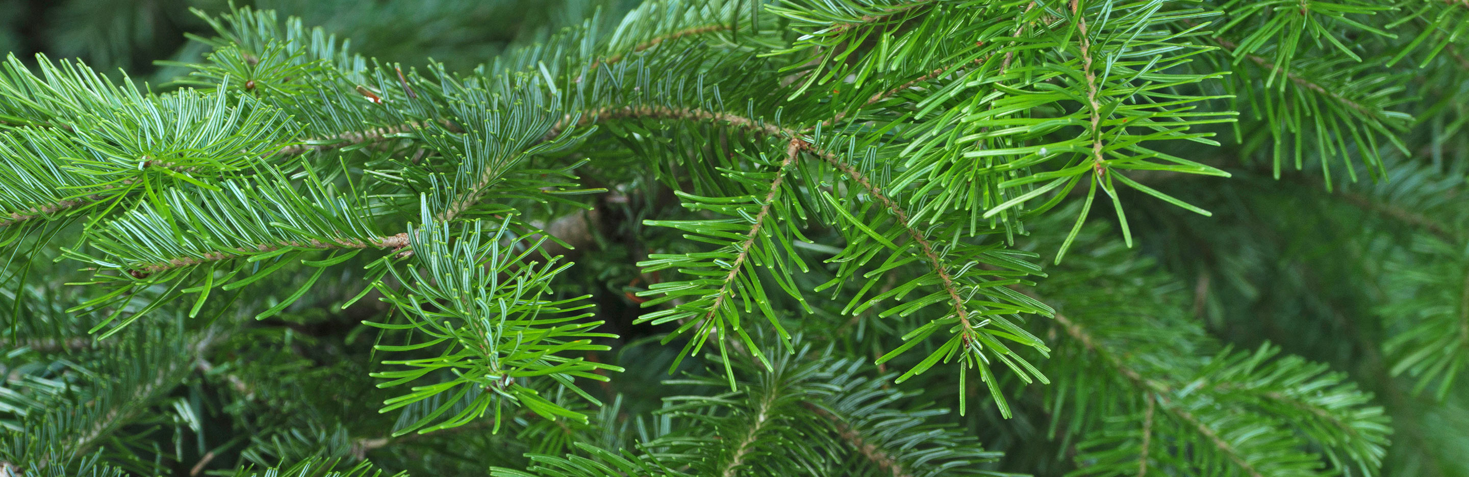 Comment Conserver Son Sapin De Noël