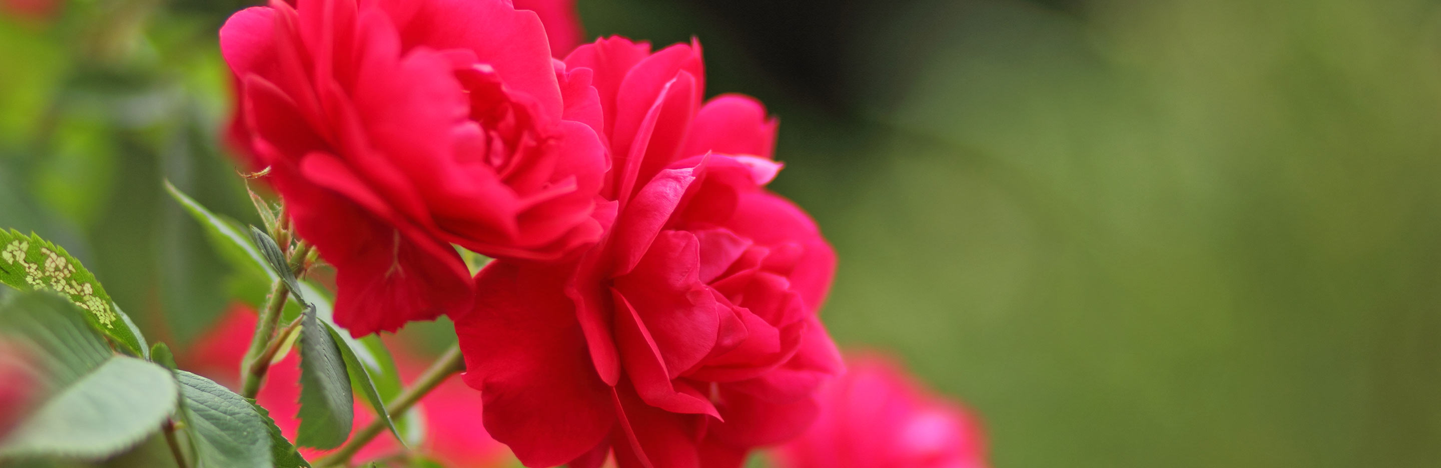 Saying it with roses