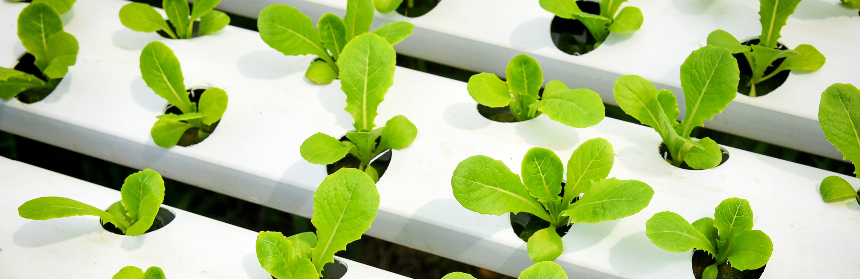 What is hydroponics and how to start?