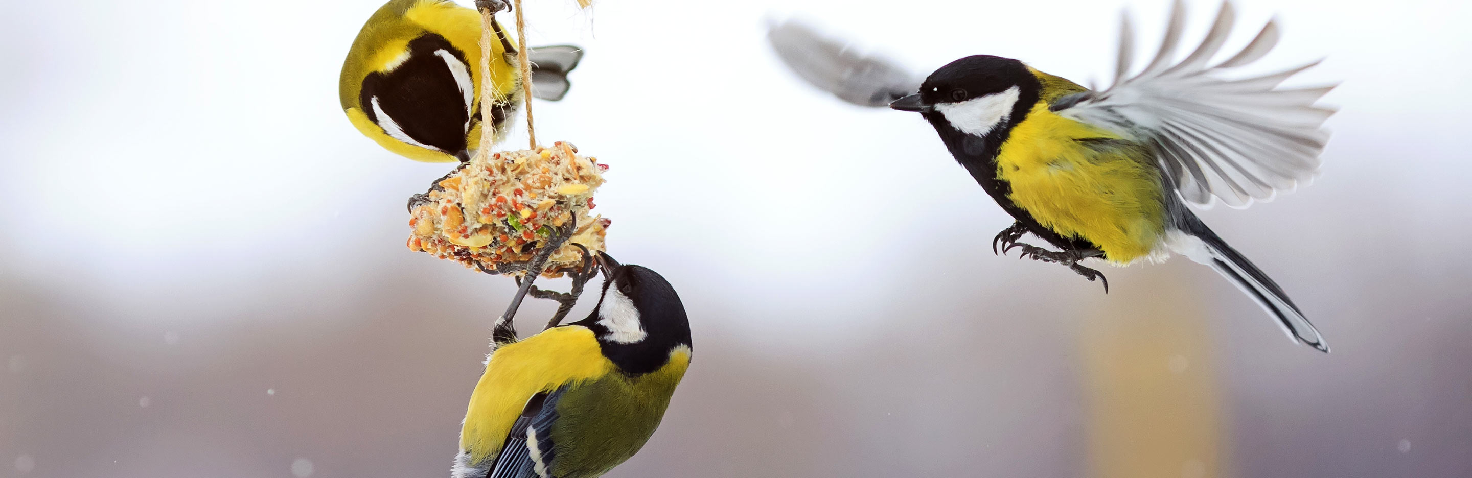 Wild bird food recipes