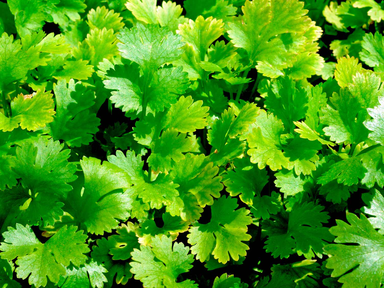 How To Grow And Care For Coriander Lovethegarden,English Toffee Recipe