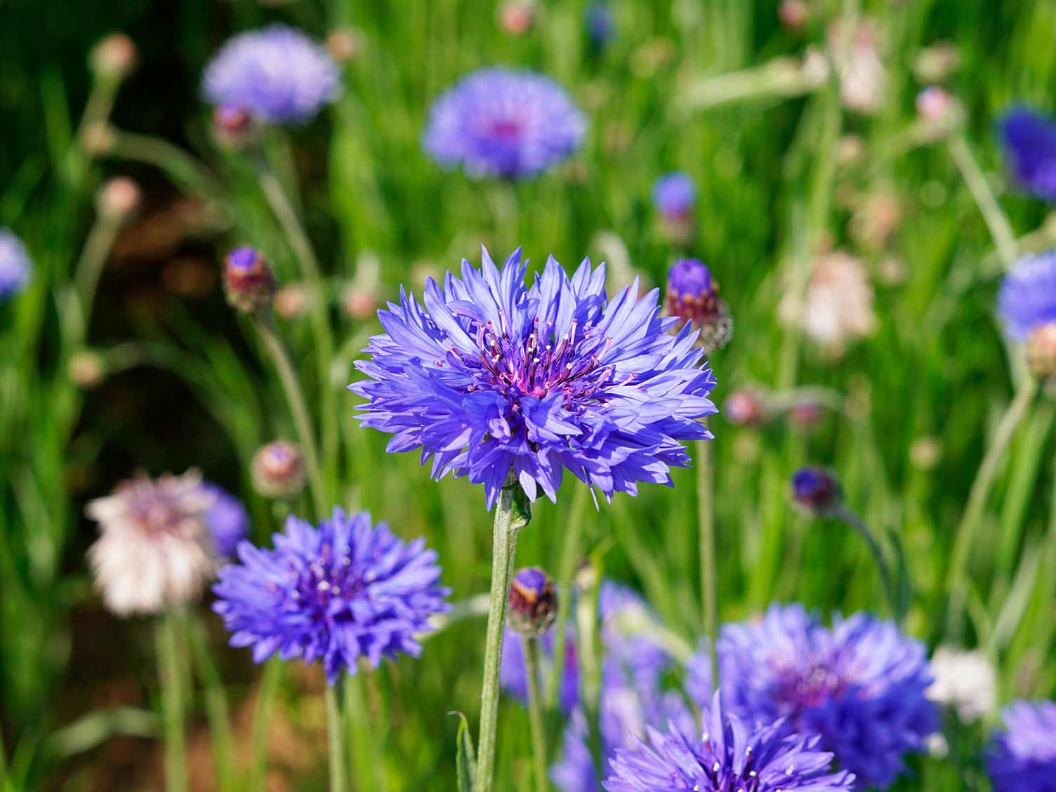 Korenbloem bloemhoofdjes close-up