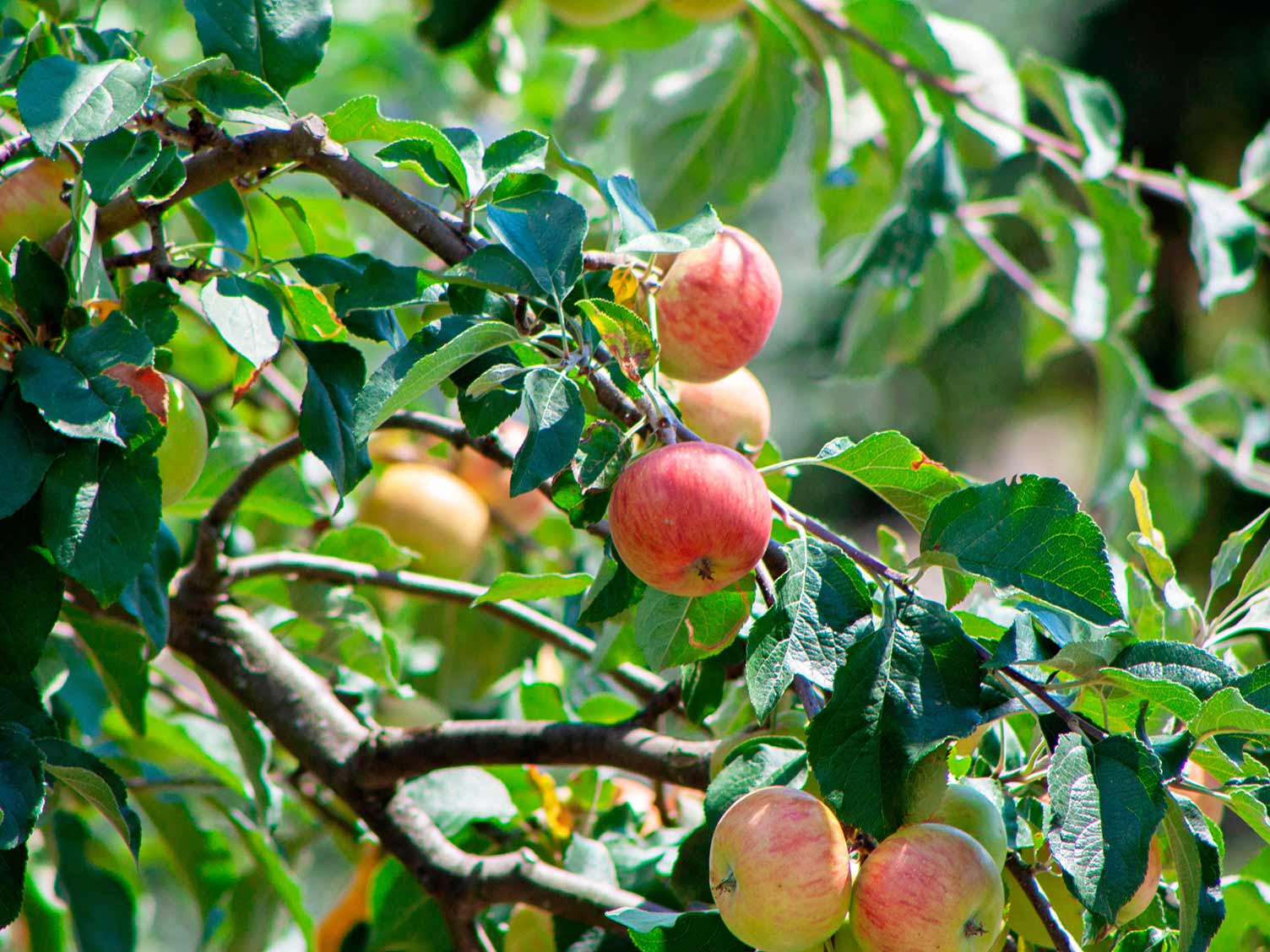 UK_crab-apples-growing.jpg Crab apples growing in autumn